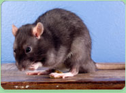rat control Huntington